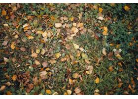 用淡黄叶叶子盖的绿草顶视图在秋天说谎在