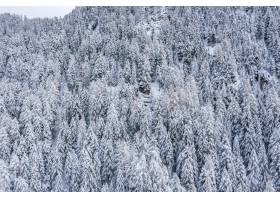 一个森林的美好的风景在冬天的冬天