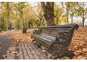 在树和叶子盖的公园的长凳在阳光下在秋天