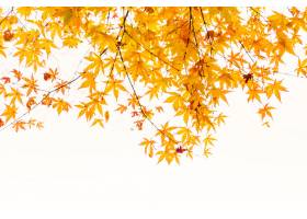 艺术五颜六色的秋天风景农村