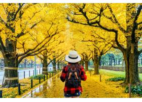 有背包的妇女旅客走在黄色银杏树树行在秋天