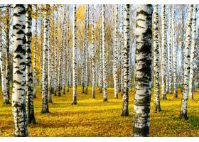 樺樹樹叢在秋天