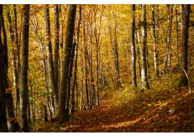 一个森林的美好的风景有很多五颜六色的秋天