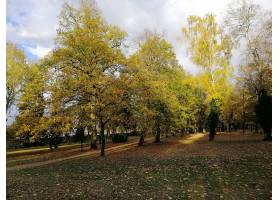 在五颜六色的叶子盖的树围拢的公园在秋天在