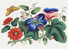 用鲜花和蝴蝶的中国绘画