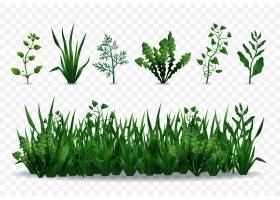 在透明背景例证隔绝的现实新鲜的绿色草和植