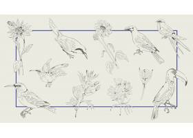 手拉的鸟和花汇集在框架背景传染媒介