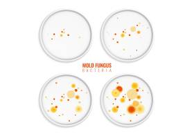 模子真菌细菌殖民地套与圆的框架五颜六色的