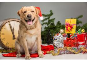 戴圣诞帽的拉布拉多犬新年花环免费照片