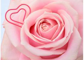 玫瑰鲜花和心,玫瑰,花,心脏,植物,玫瑰,可爱的,花瓣,情人节,圣诞