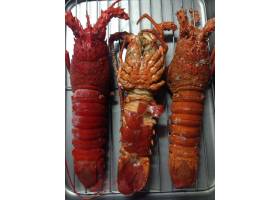 龙虾,龙虾,伊势海老,贝类,沸腾,晚餐,甲壳动物,美味,海鲜,1416760