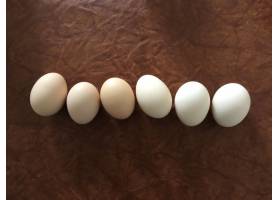 鸡蛋,鸡蛋,春天,复活节,皮革,鸡蛋,鸡,复活节,颜色,1875540